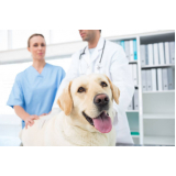 endocrinologia para cachorro SETOR MILITAR URBANO