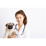 endocrinologia para cachorros agendar Sh Arniqueiras