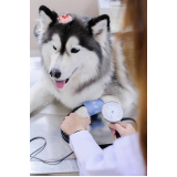 endocrinologia para cachorros Guará