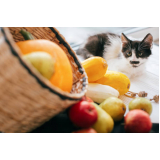 endocrinologia para gatos Condomínio Quintas da Alvorada