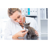 Endocrinologia para Gato