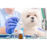 homeopatia cachorro tratamento Metropolitana Núcleo Bandeira