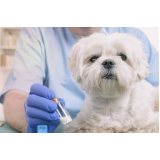 homeopatia cachorro Asa sul