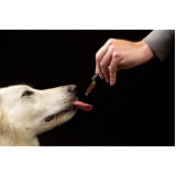 homeopatia para cachorro tratamento EPNB Estrada Parque Núcleo Bandeirante