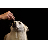 homeopatia para cachorro Octogonal