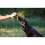 homeopatia para cães e gatos tratamento Park Sul