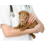 medicina integrativa animal clínica SIA