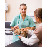 medicina integrativa cachorros clínica Cruzeiro