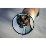 medicina integrativa gatos clínica Park Way