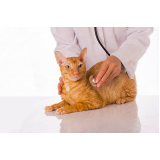 medicina integrativa para cães e gatos clínica SIA