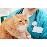 medicina integrativa veterinária clínica Plano Piloto
