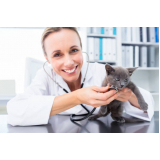 neurologia gatos clínica Núcleo Rural Lago Oeste