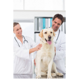 neurologia para cachorros clínica Eixo W