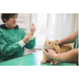 neurologia para cães e gatos clínica SCN SETOR COMERCIAL NORTE