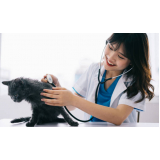 neurologia para cães e gatos Guará I