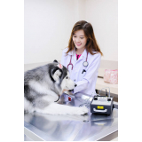 odontologia para cachorro marcar Asa Sul