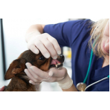 odontologia para cães marcar Lado norte