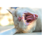 odontologia para gato marcar ZE Zona Especial