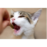 Dentista de Gato