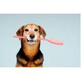 Dentista para Cães