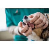 Odontologia para Cachorro Brasília