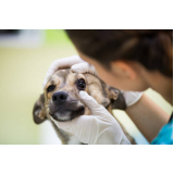 oftalmologia especializado em cães clínica SCN SETOR COMERCIAL NORTE