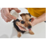 oftalmologia especializado em cães PRAÇA DOS TRIBUNAIS PRAÇA DO BURITI SIG