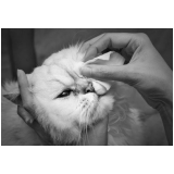 oftalmologia veterinária clínica Guara