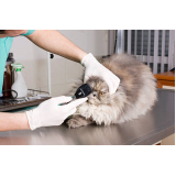 oftalmologista especializado em gatos Condomínio Alphavile