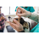 oftalmologista para animais agendar SIG Setor de Indústrias Gráficas
