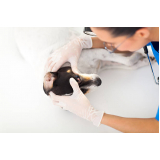 oftalmologista para animais clínica Condomínio Santa Mônica