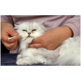 oftalmologista para animais de estimação clínica Octogonal