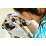 oftalmologista para animais Cruzeiro Novo