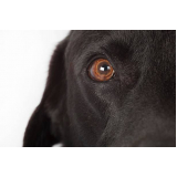 oftalmologista para cães Lado norte