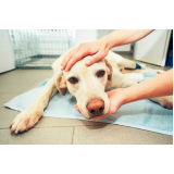 oncologia para cachorro Condomínio Quintas da Alvorada