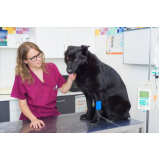 onde agendar oncologia de cachorro Setor Administrativo