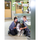 onde agendar oncologia para cães SIG Setor de Indústrias Gráficas