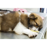 onde agendar ozonioterapia para cachorro Sobradinho II