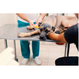 onde agendar ozonioterapia para cachorros SAAN