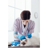 onde encontrar dermatologia em cães e gatos Condomínio Alphavile