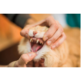onde encontrar odontologia para cachorro PARQUE TECNOLOGICO DE BRASILIA GRANJA DO TORT
