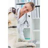 onde encontrar odontologia para cães PARQUE TECNOLOGICO DE BRASILIA GRANJA DO TORT