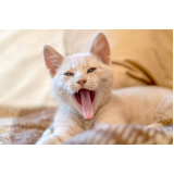 onde encontrar odontologia para gatos SETOR DE INDUSTRIA GRAFICA BIOTIC