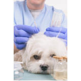 onde faz acupuntura veterinária em cachorros Condomínio Santa Mônica