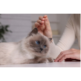 onde faz acupuntura veterinária em gatos Eixo L