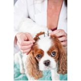 onde faz acupuntura veterinária para cachorros Zona Industrial