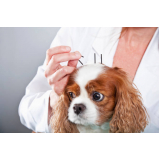 onde faz acupuntura veterinária para cães Jardim botânico