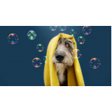 onde faz banho terapêutico cachorro AVENIDA W3