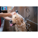 onde faz banho terapêutico para cachorros SBN SETOR BANCÁRIO NORTE