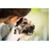 onde marcar oftalmologia especializado em cães SIG Setor de Indústrias Gráficas